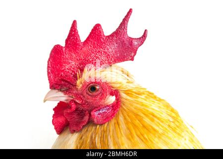 Il pollo di bantam del gallo o il kate di Ayam è tutta la piccola varietà di pollame, particolarmente polli isolati su sfondo bianco Foto Stock