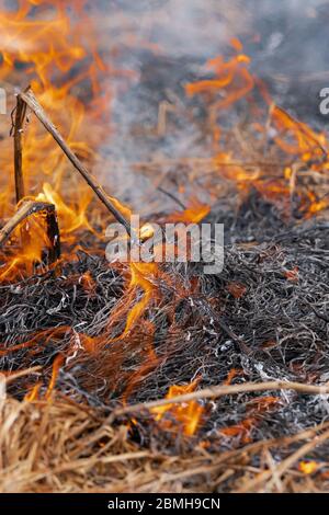 Fuoco fiamme che brucia erba secca in campo agricolo. Sfocatura del movimento dal fuoco e temperatura elevata. Messa a fuoco morbida e selettiva. Vista ravvicinata Foto Stock