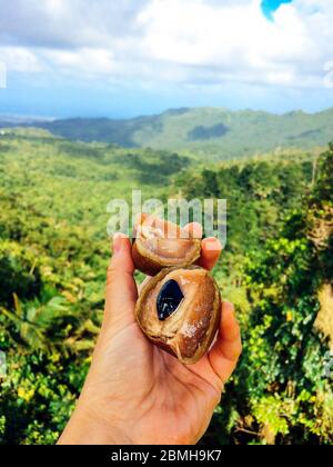 Sapodilla frutta esotica. Mano della donna che tiene frutta esotica. Splendida vista sulle montagne sullo sfondo. Isola dei Caraibi, Grenada. Foresta pluviale Foto Stock