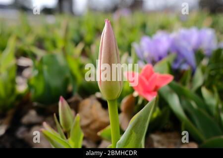 Elegante gemma rosa di tulipano appena circa per aprire. Primavera a Ottawa, Ontario, Canada. Foto Stock