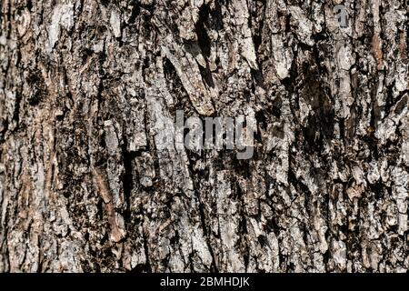 Corteccia di ulivo invecchiato selvaggio, legno naturale sfondo carta da parati modello, cilento italia Foto Stock