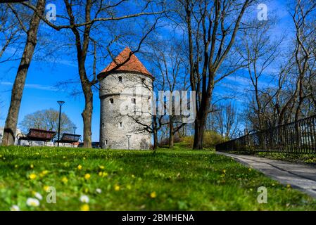 Kiek in de Kok torre d'artiglieria a Tallinn, Estonia in primavera Foto Stock
