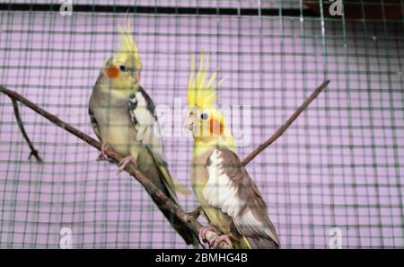 I parrots del cocktail si guardano l'un l'altro in un ambiente della gabbia Foto Stock