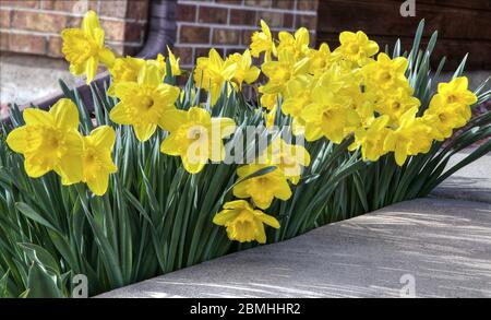 Un confine di giallo fioritura Tromba Daffodils in tardo pomeriggio luce solare. Foto Stock