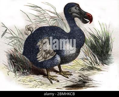 Ornithologie : le dodo ou dronte de Maurice, animale dungru - gravure - Dodo, Raphus cullatus, Didus ineptus, estinto uccello senza flighless - incisione 18 Foto Stock