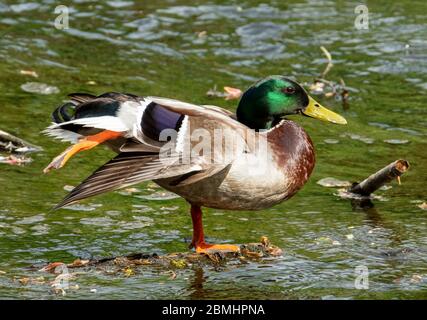 Mallard Duck drake (Anas platyrhynchos) sul fiume Almond, West Lothian, Scozia, Regno Unito. Foto Stock