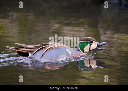 Baikal in habitat naturale (Sibirionetta formosa), bimaculate anatra Foto Stock