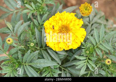 Marigold Flower (gada flower) vista dall'alto nel giardino, Gold Marigold affascina la nostra mente. Foto Stock