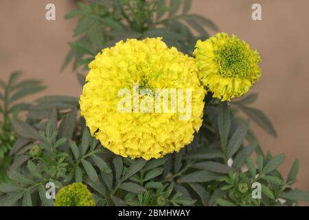 Marigold Flower (gada flower) vista dall'alto nel giardino, Gold Marigold affascina la nostra mente. Foto Stock