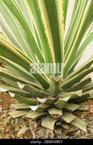 Agave tequilana, comunemente chiamato agave blu o tequila agave, è una pianta di agave che è un importante prodotto economico di Jalisco, Messico Foto Stock