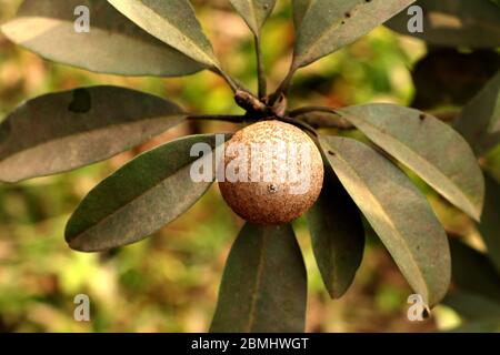 Lo zapota di Manilkara, comunemente conosciuto come saodilla, sapota, chikoo, naseberry, o nispero è un albero sempreverde di lunga vita nel mondo. Foto Stock