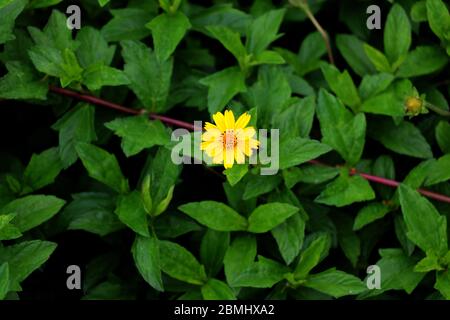 ccon sfondo verde morbido e foglie. Una specie di erbe medicinali. Foto Stock