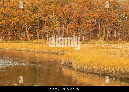 Parte della Grande Marsh dal Massachusetts del Nord al New Hampshire del Sud copre 17,000 acri di ecosistemi. Si trasforma in un giallo dorato, autunno. Foto Stock