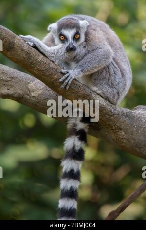 Un anello-tailed lemur guarda attentamente al fotografo. Foto Stock