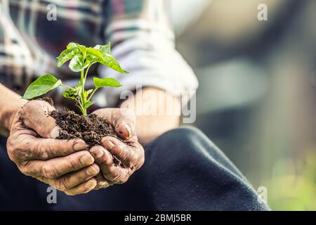 Primo piano del vecchio che tiene il seedling con il suolo in entrambe le sue mani. Foto Stock