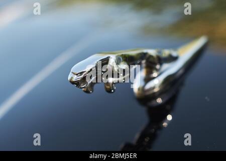 Primo piano fotografia dell'ornamento del cofano Jaguar cromato lucido su un'auto verniciata di nero. Foto Stock