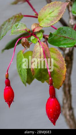 Due fiori rossi chiusi Fuchsia magellanica con gocce di pioggia su petali Foto Stock