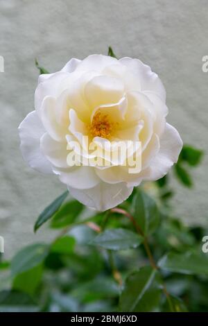 Foto di primo piano di una rosa bianca o Rose Iceberg. Alcune foglie verdi possono essere viste sullo sfondo contro una profondità bassa di campo bianco stucco sfondo Foto Stock