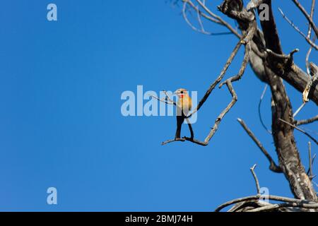 Uccello con vista bianca con cielo azzurro (bullocoides Merops) Foto Stock