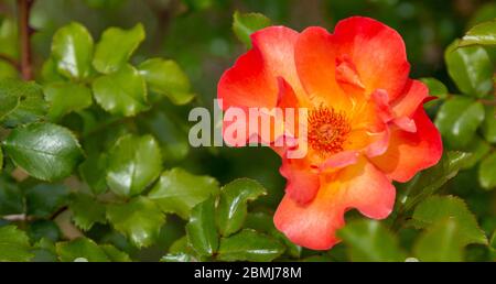 Una foto di primo piano di una singola tropicana rosa contro una profondità poco profonda di campo frondosa sfondo. Rose ha un centro arancione circondato da giallo con rosso Foto Stock