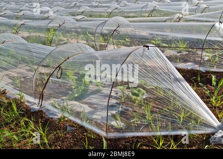 Filari di mini serre, semi vegetali in propagazione, prodotto plastico trasparente ventilato. Foto Stock