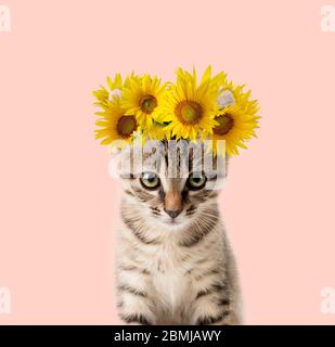 Simpatico gattino grigio che indossa una corona floreale di girasoli gialli luminosi su uno sfondo bianco. Poster ritratto animale. Foto Stock