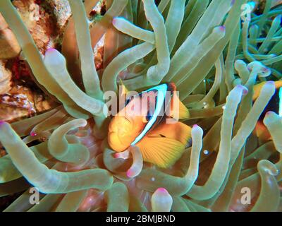 Pesce NEMO, anemone marino, anemone, anfibio, anfibio, pesce pagliaccio Foto Stock