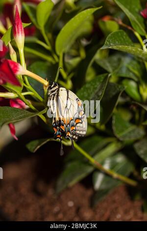 Farfalla appena emersa lavorando sul pompaggio delle sue ali Foto Stock