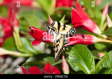 Farfalla appena emersa lavorando sul pompaggio delle sue ali Foto Stock