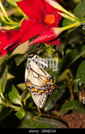 Farfalla appena emersa lavorando sul pompaggio delle sue ali Foto Stock