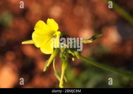 Immagine di un ramo di Oxalis pes-caprae che mostra alcune gemme di fiori accanto ad un fiore giallo già aperto di questo esemplare simile a trifoglio Foto Stock