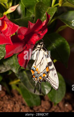 Farfalla appena emersa lavorando sul pompaggio delle sue ali Foto Stock