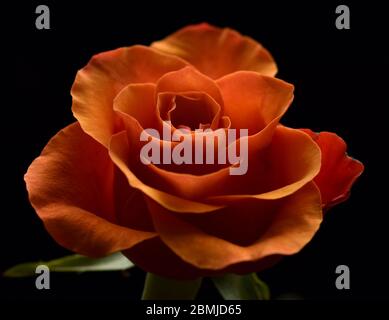 Rosa arancione su nero Foto Stock