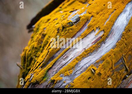 Rosso arancio brillante muschio lichene coperto ramo albero illuminato dalla luce del sole con sfondo sfocato Foto Stock