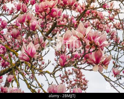 Saucer Magnolia o Magnolia x soulangeana, pianta fiorita della famiglia magnoliaceae. Albero legnoso-orchidea deciduo con grandi fiori rosa di fiore precoce Foto Stock