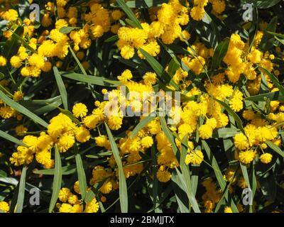 Ramificazione con foglie strette e fiori gialli simili a sfera. Acacia Pycnantha o arbusto dorato di wattle della sottofamiglia Mimosoideae della famiglia dei piselli Fabaceae. Foto Stock