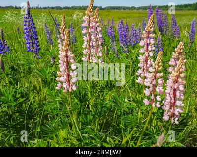 Il lupino o lupino selvatico, detto lupino blu o lupino solare, è un genere di piante da fiore della famiglia dei legumi Fabaceae. Foto Stock