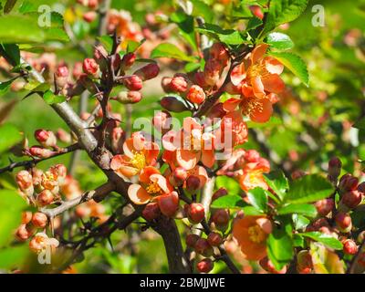 Chaenomeles × superba, o fiori Orange Trail. Ramo di Chenomeles speciosa, con fiori giallo-arancio, da vicino. Colorata cotogna giapponese. Foto Stock