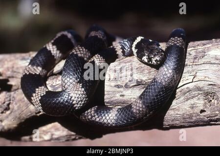 Stefano serpente a bande Foto Stock