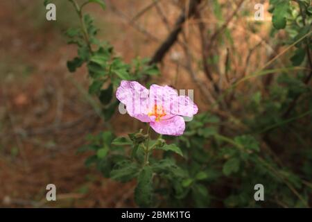 Rosa prickly selvaggio acicularis rosa. Conosciuto anche come Prickly Rose e Briorly Rose. Primo piano. Foto Stock