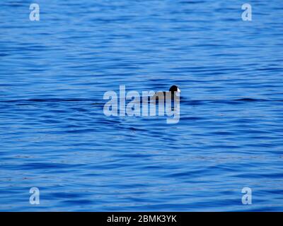 Coot bianco e nero sul lago Lansing Foto Stock