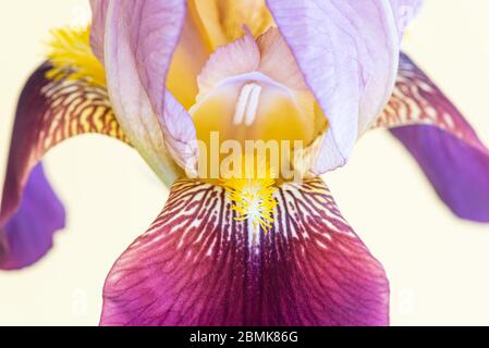 Macro shot di un singolo fiore iris Foto Stock