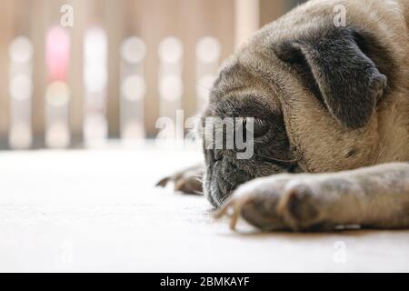 Cane PUG sdraiato sul pavimento. Vista laterale. Primo piano. Annoiato o stanco. Concetto di soggiorno a casa. Foto Stock