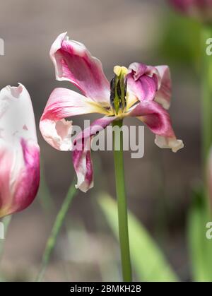 Tulipano sfumato fiorisce con petali cadenti Foto Stock