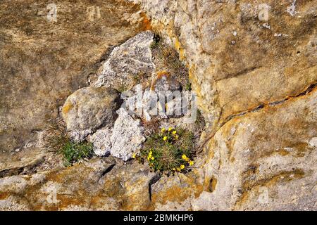 Fiore con fiori gialli tra pietre antiche. Foto Stock