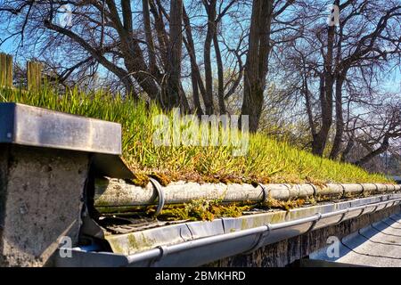 Dettaglio tetto verde con grondaia. Foto Stock