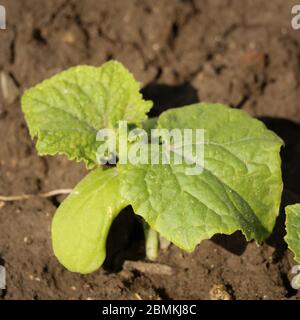 Giovani pianta di cetriolo in crescita in un campo Foto Stock