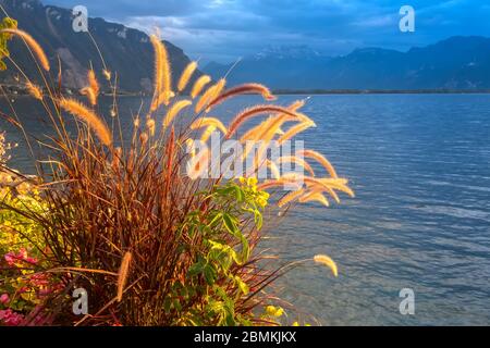 Tranquillo tramonto lago Ginevra, Svizzera con fiori di canna, incandescente alla luce del sole, vista sulle montagne Foto Stock