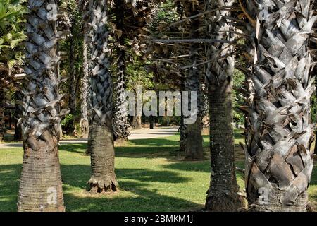 Le Palme a Mu Ko Lanta National Park, Koh Lanta, Krabi, Thailandia Foto Stock