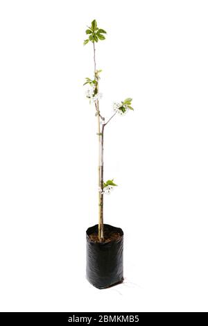 Segheria di alberi da frutto isolata su sfondo bianco Foto Stock